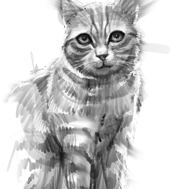 cat_sketch